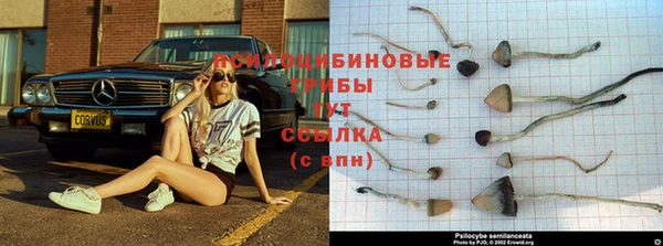 амф Аркадак